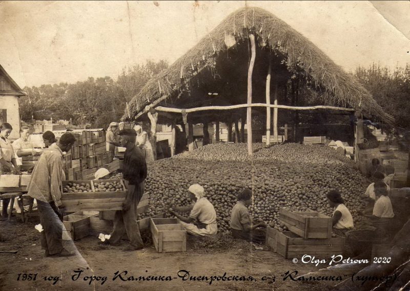 1951 год. Урожай яблок в совхозе "Каменка"