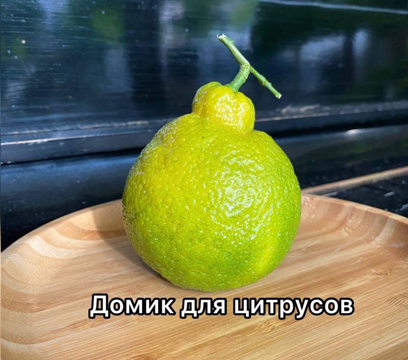 необычный лимон