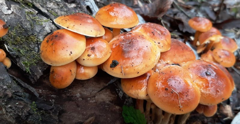 На Хортице начался сезон зимних грибов - фото 