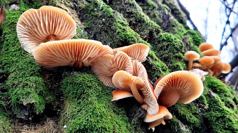 На Хортице начался сезон зимних грибов - фото 