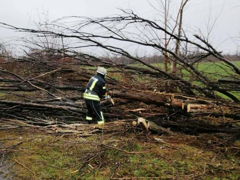 Огромное дерево преградило путь водителям на дороге в Запорожской области
