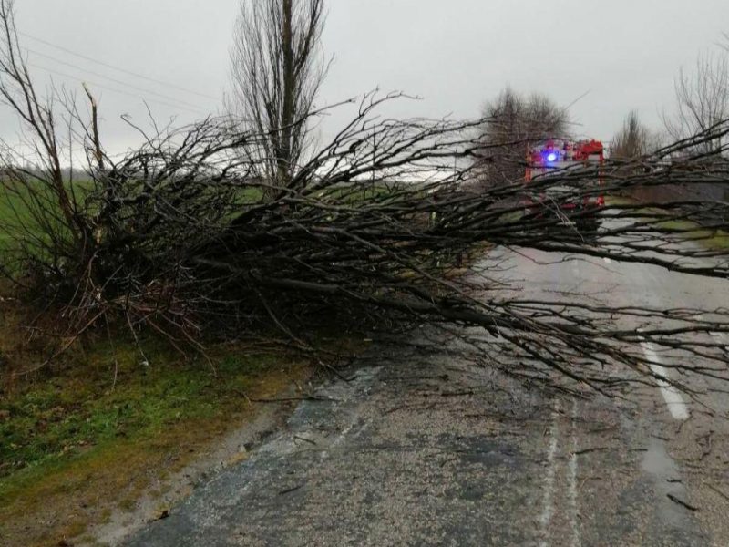 Огромное дерево преградило путь водителям на дороге в Запорожской области