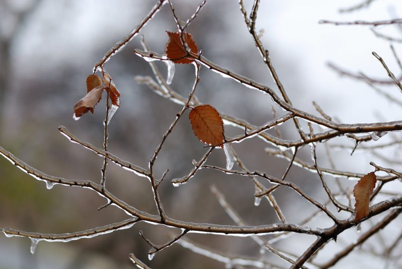 В Запорожье лед покрыл ягоды и листья на деревьях - фото 