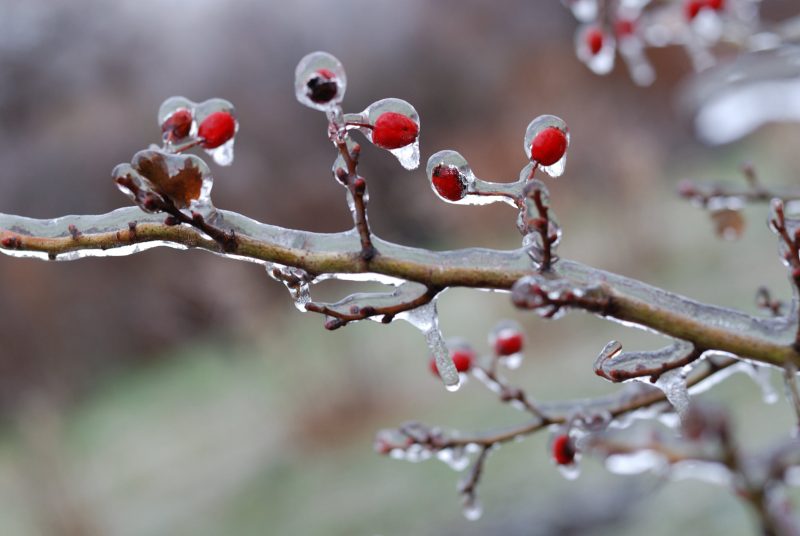 В Запорожье лед покрыл ягоды и листья на деревьях - фото 