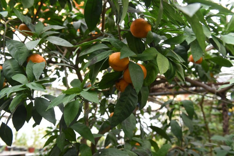 В Запорожье начало плодоносить цитрусовое дерево-"мутант" (ФОТО)