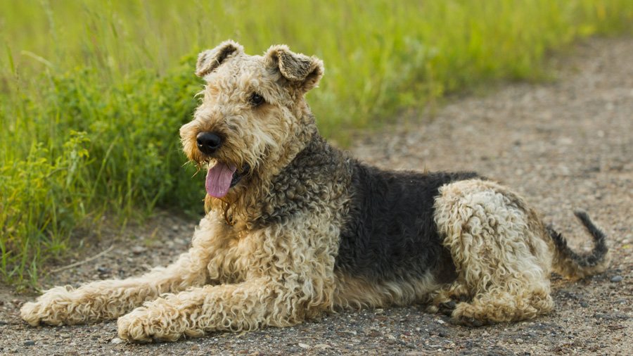 В Запорожье продолжается целенаправленная травля собак (ФОТО)