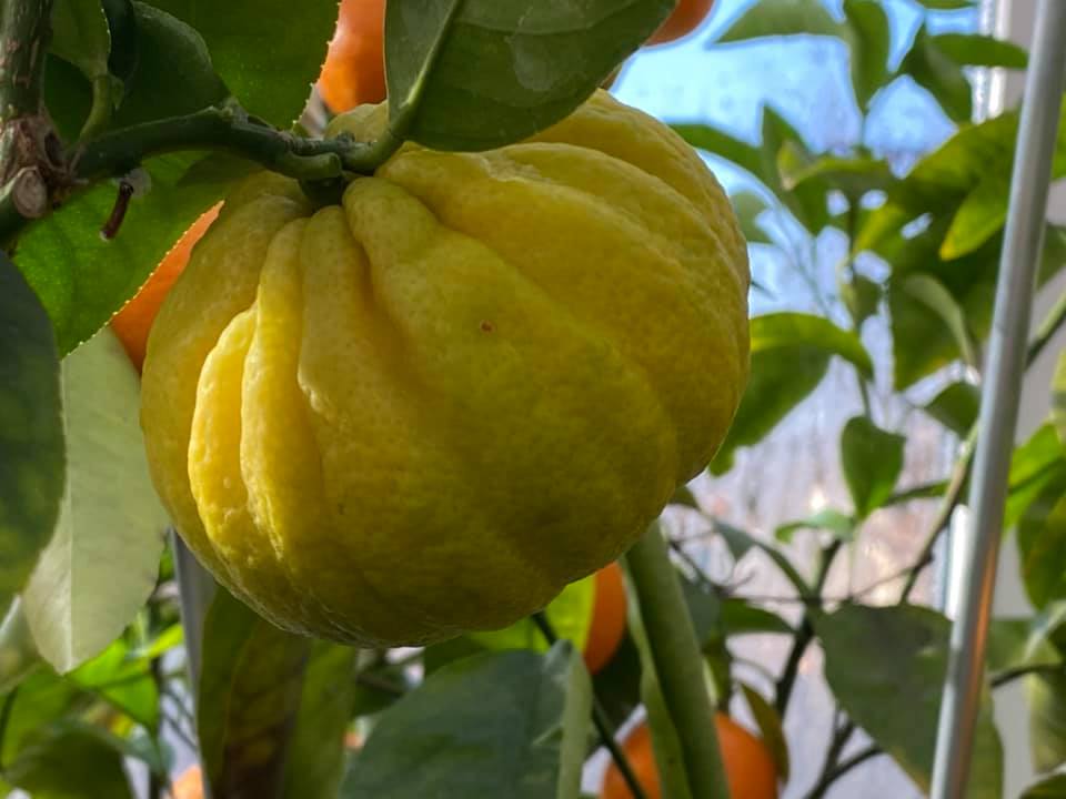 В Запорожье распустился необычный тропический фрукт (ФОТО)