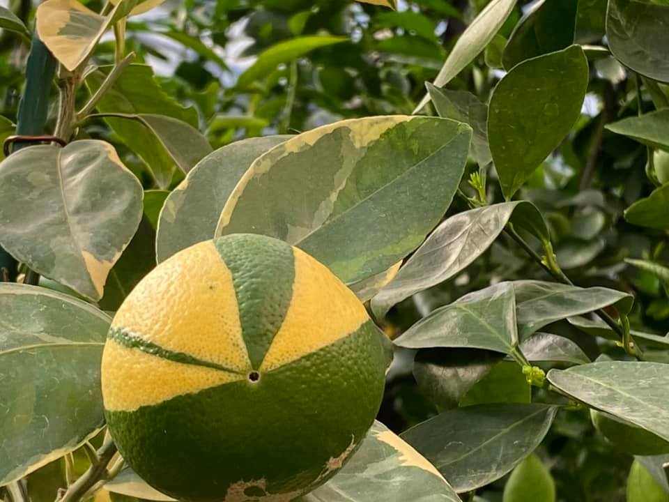 В Запорожье распустился необычный тропический фрукт (ФОТО)