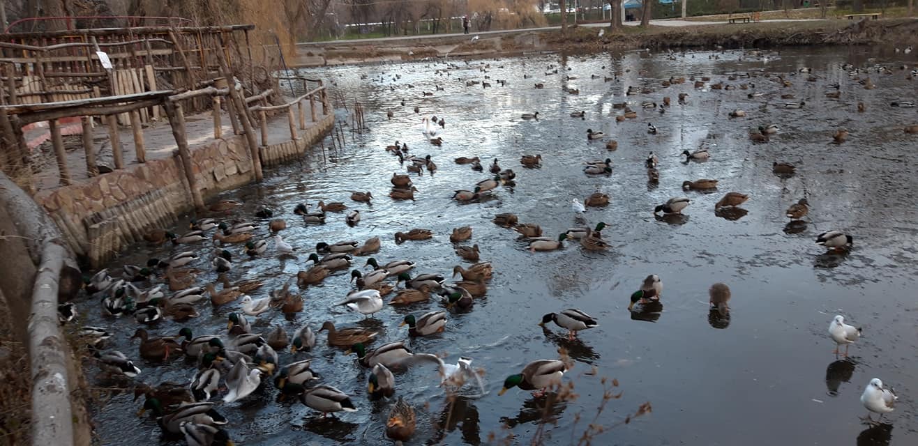 В Запорожье в центральном парке заметили рекордное количество уток (ФОТО)
