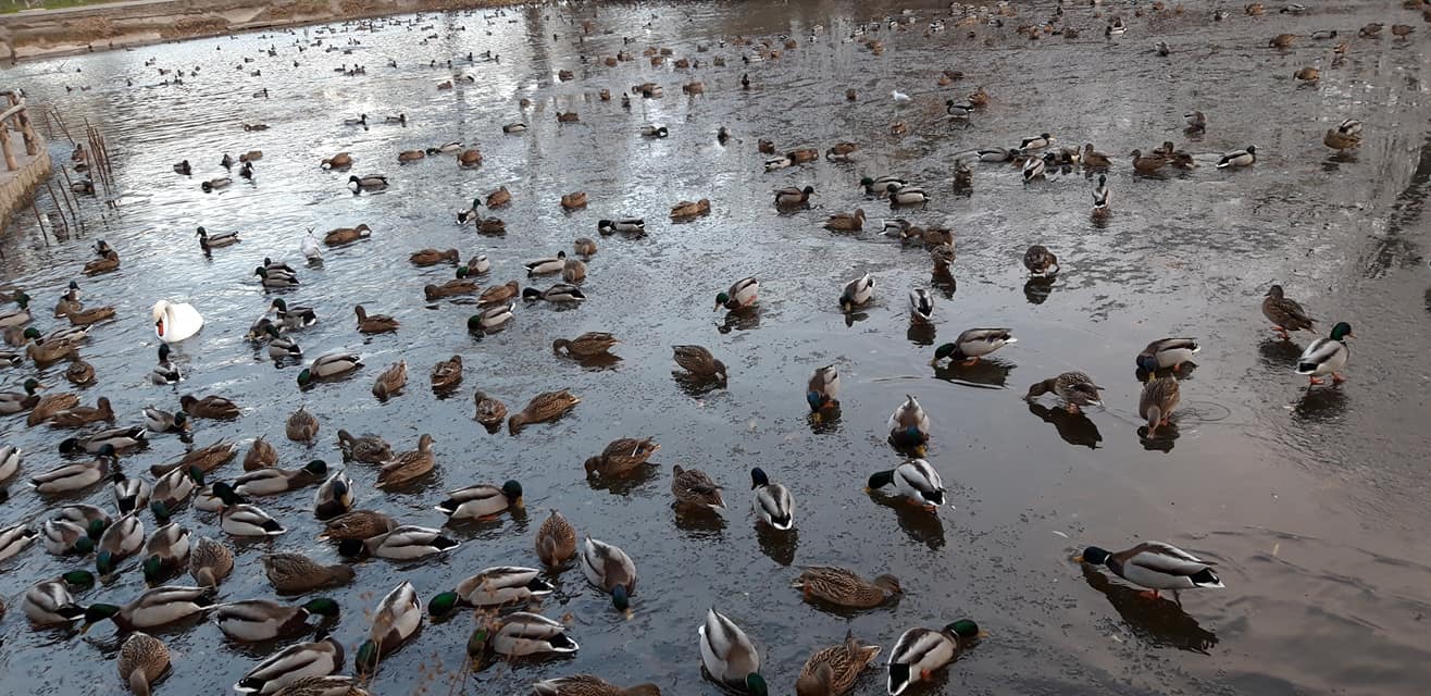 В Запорожье в центральном парке заметили рекордное количество уток (ФОТО)