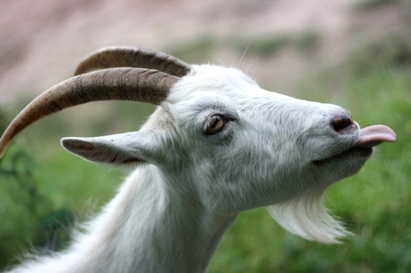 В спальном районе Запорожья гулял козёл: стало известно, откуда животное (ВИДЕО)