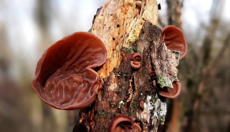 необычные грибы, похожие на уши