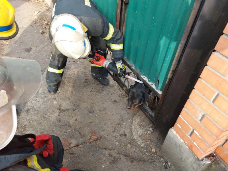 В Запорожской области пес застрял в калитке: пришлось вызывать спасателей