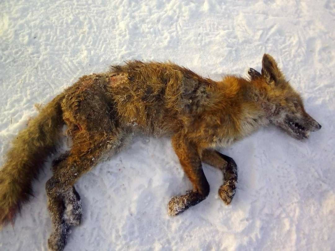 В Запорожской области появилась новая жертва неизвестного хищника (ФОТО)