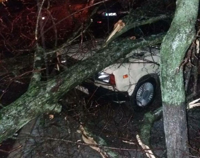 дерево упало на легковой автомобиль и заблокировало движение