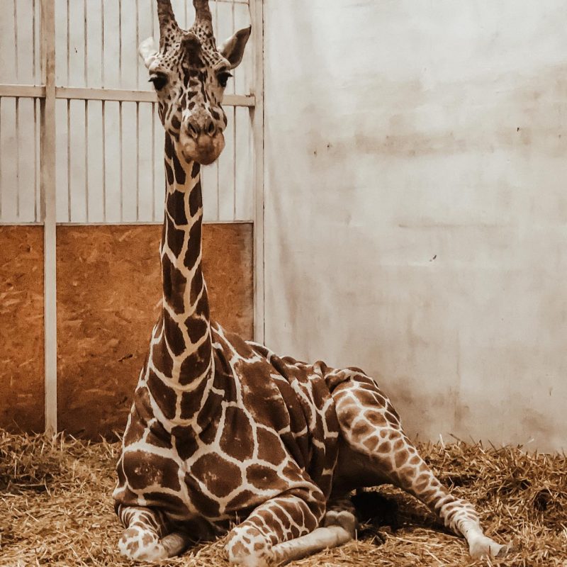 В зоопарке Запорожской области показали, как зимуют жирафы - фото