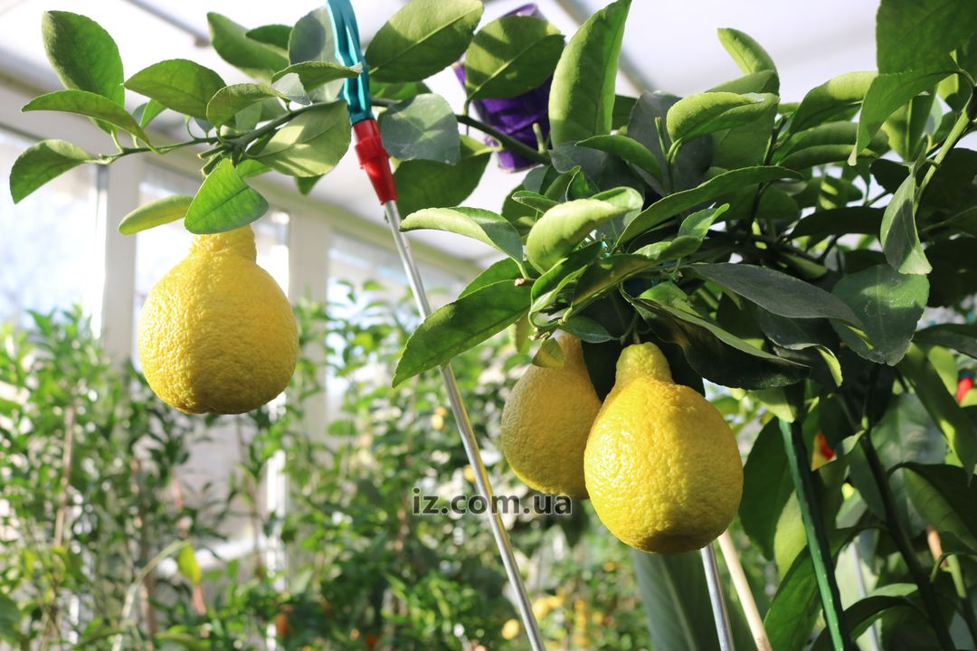 Татьяна Кузьмук выращивает в теплице мандарины, лимоны, помело и манго