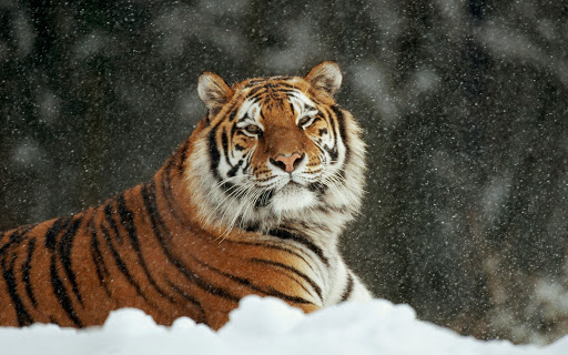 Грустные хищники: в зоопарке Запорожской области показали реакцию тигров на снег (ВИДЕО)