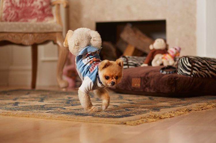 Курьез: в Запорожской области пёс научился ходить на передних лапах, чтоб не замёрзнуть (ВИДЕО)