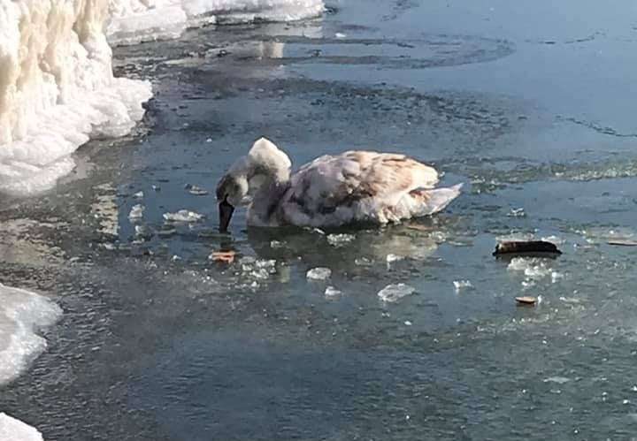 Спасатели прорубили лед к берегу и освободили птицу