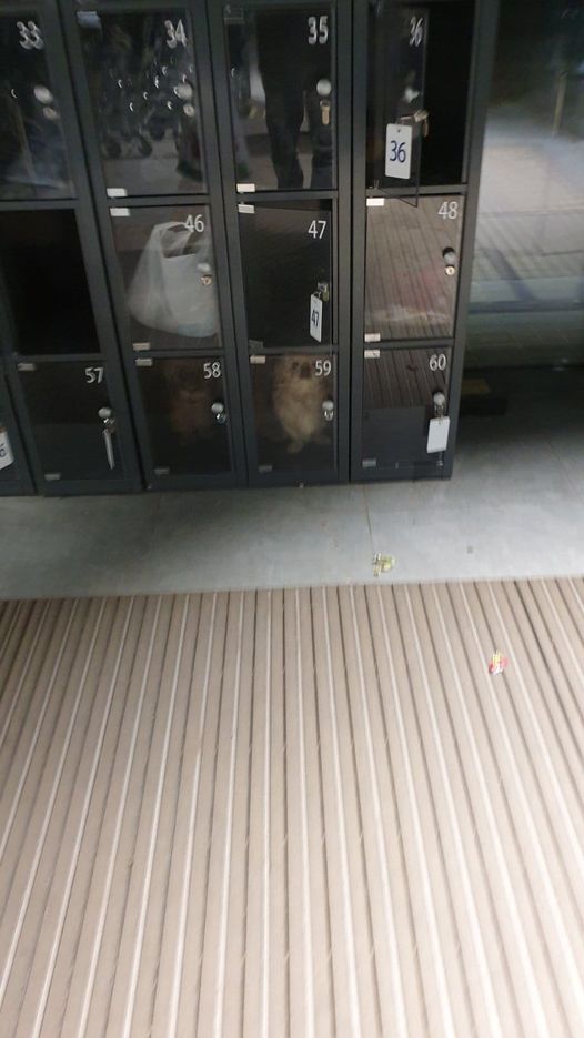 собаки в камере хранения