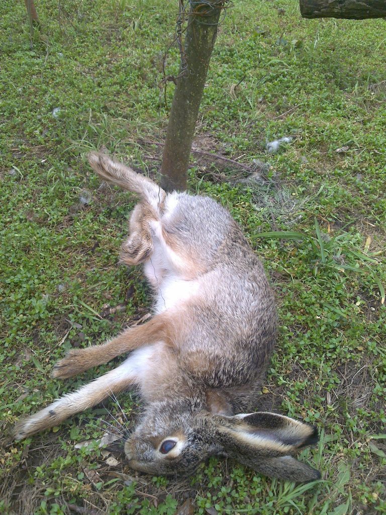 убили зайца