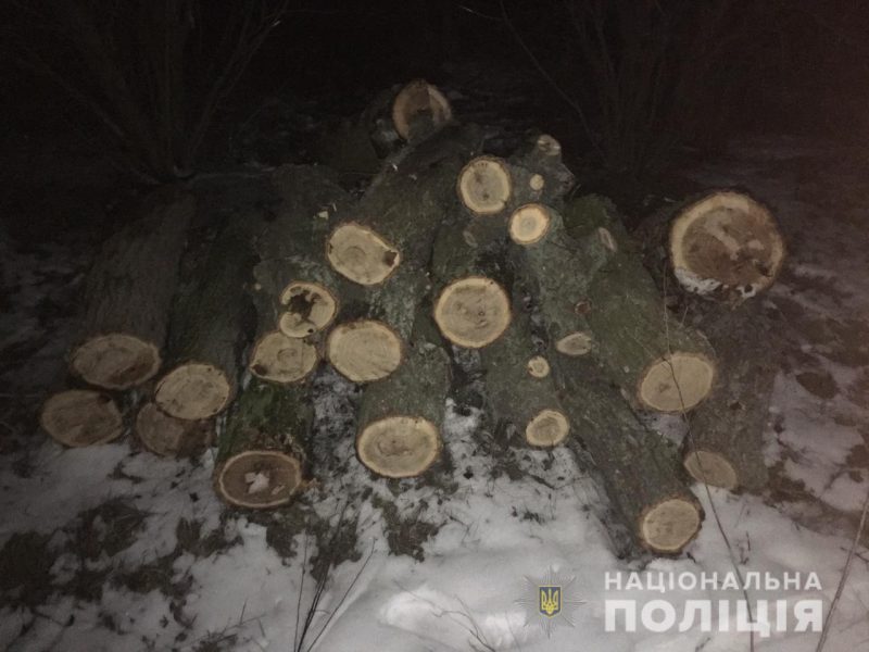 С начала года запорожская полиция открыла 28 уголовных производств по фактам незаконной вырубки леса