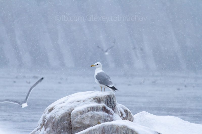 Запорожские пингвины: на скалах Хортицы зимуют удивительные птицы (ФОТО)