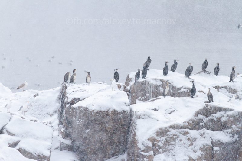 Запорожские пингвины: на скалах Хортицы зимуют удивительные птицы (ФОТО)