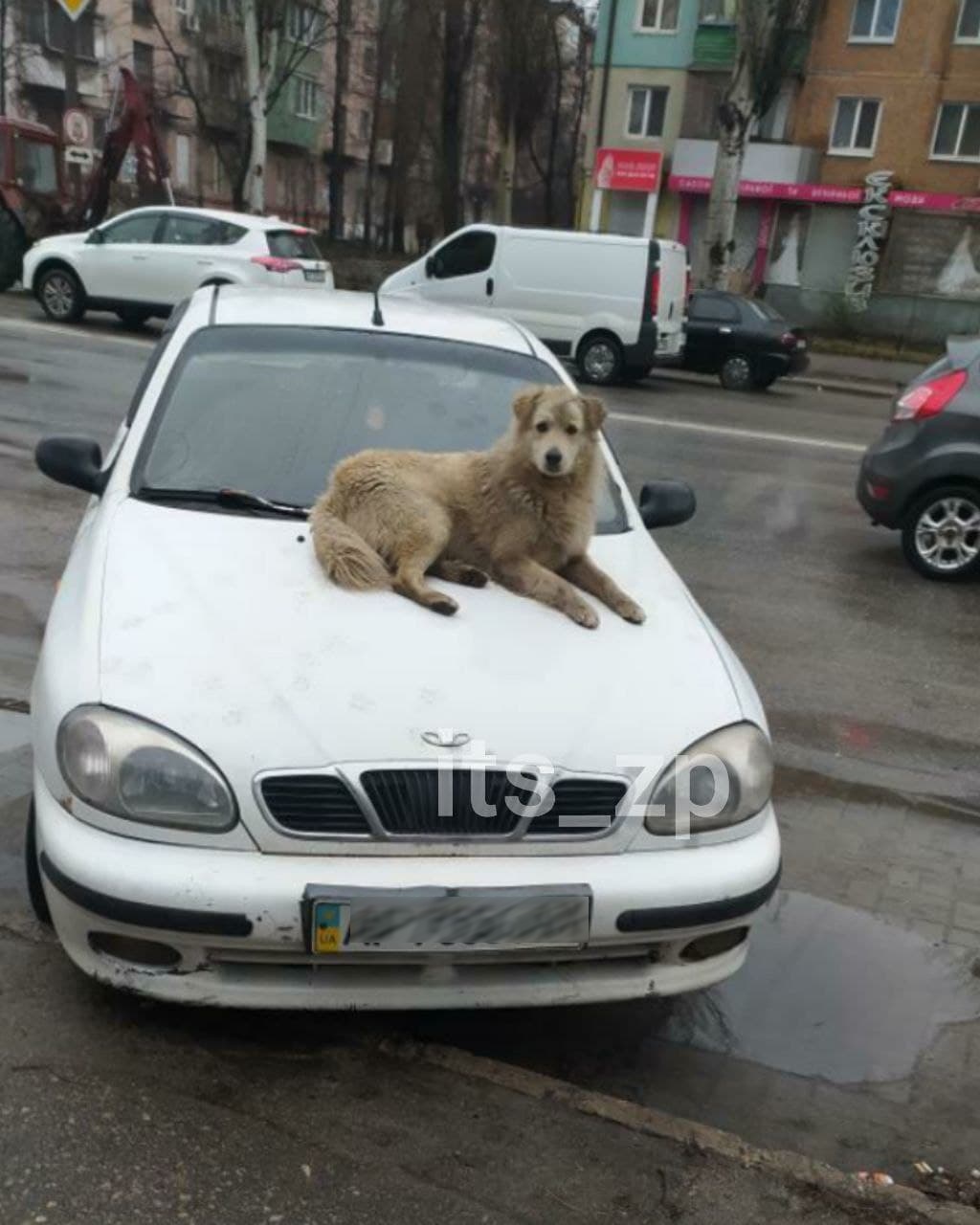 Курьез: в Запорожье заметили пса-парковщика (ФОТО)