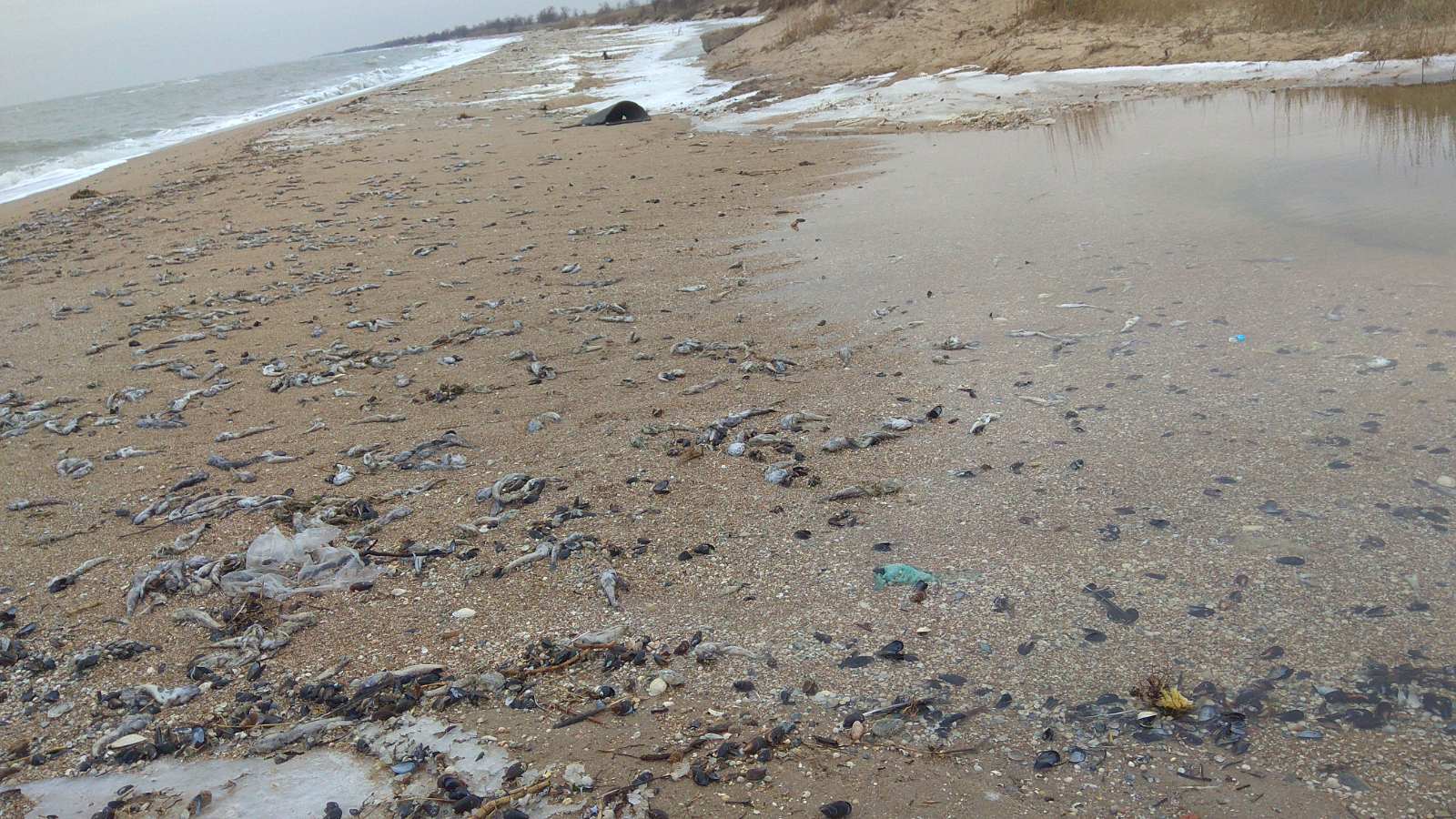 На пляж Новопетровки море выкинуло бычок
