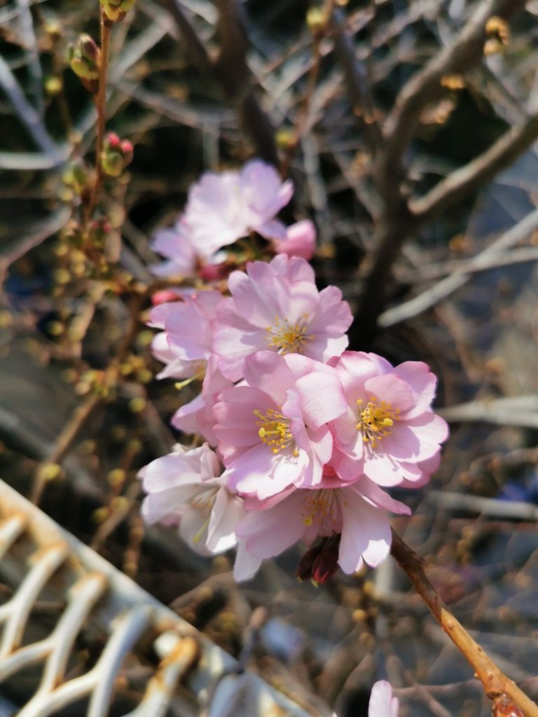 В Запорожье пришла долгожданная весна - в ботсаду зацвела сакура