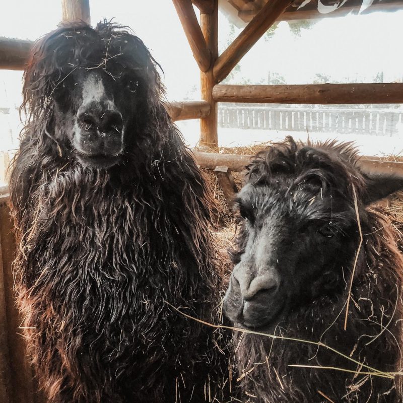В зоопарке Запорожской области живет целое семейство альпак - фото 