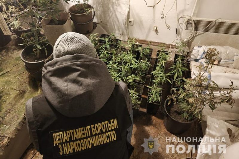Житель области выращивал и продавал марихуану 
