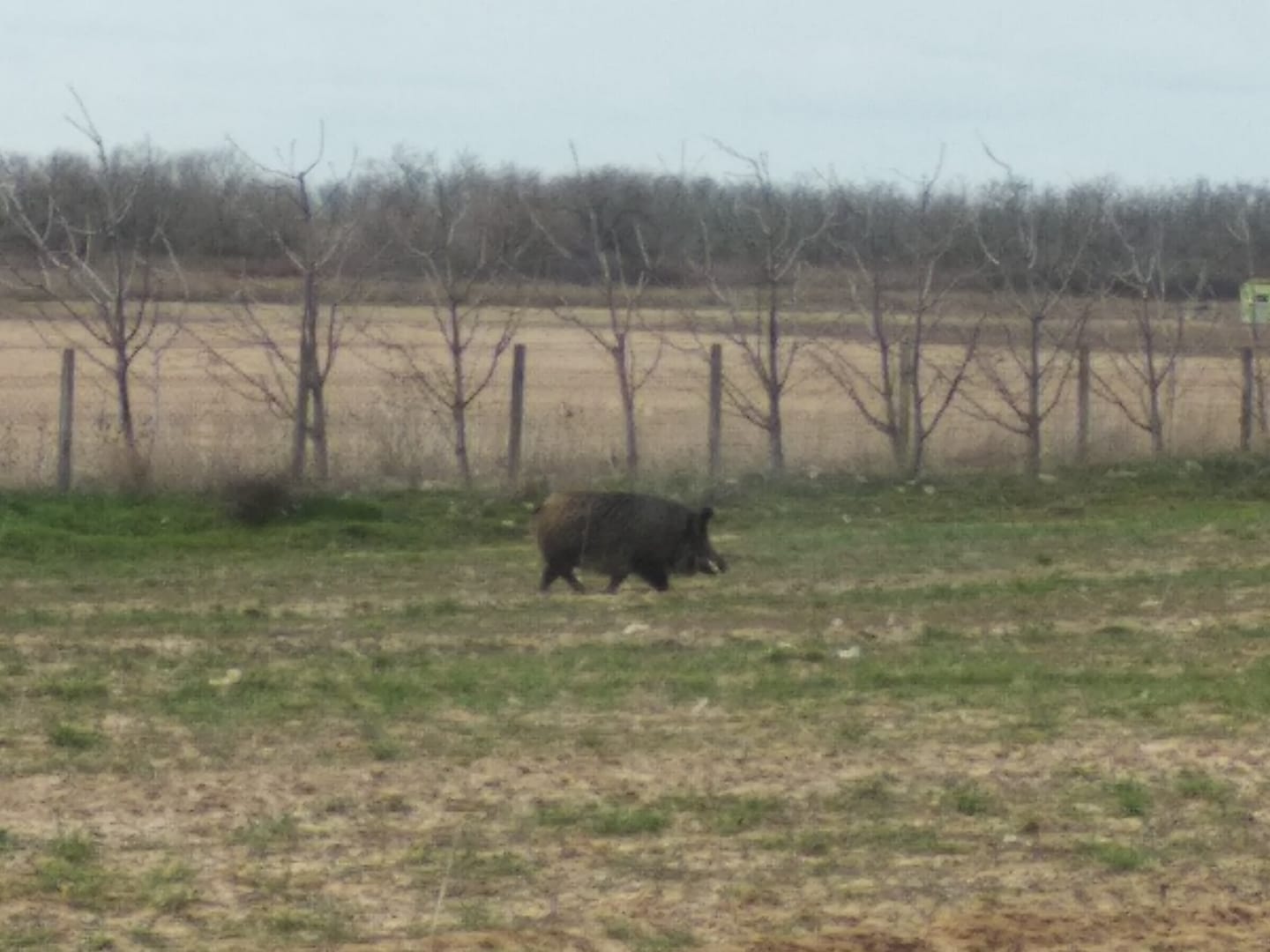 Нападения свиней: в Запорожской области людей атакуют животные (ВИДЕО)