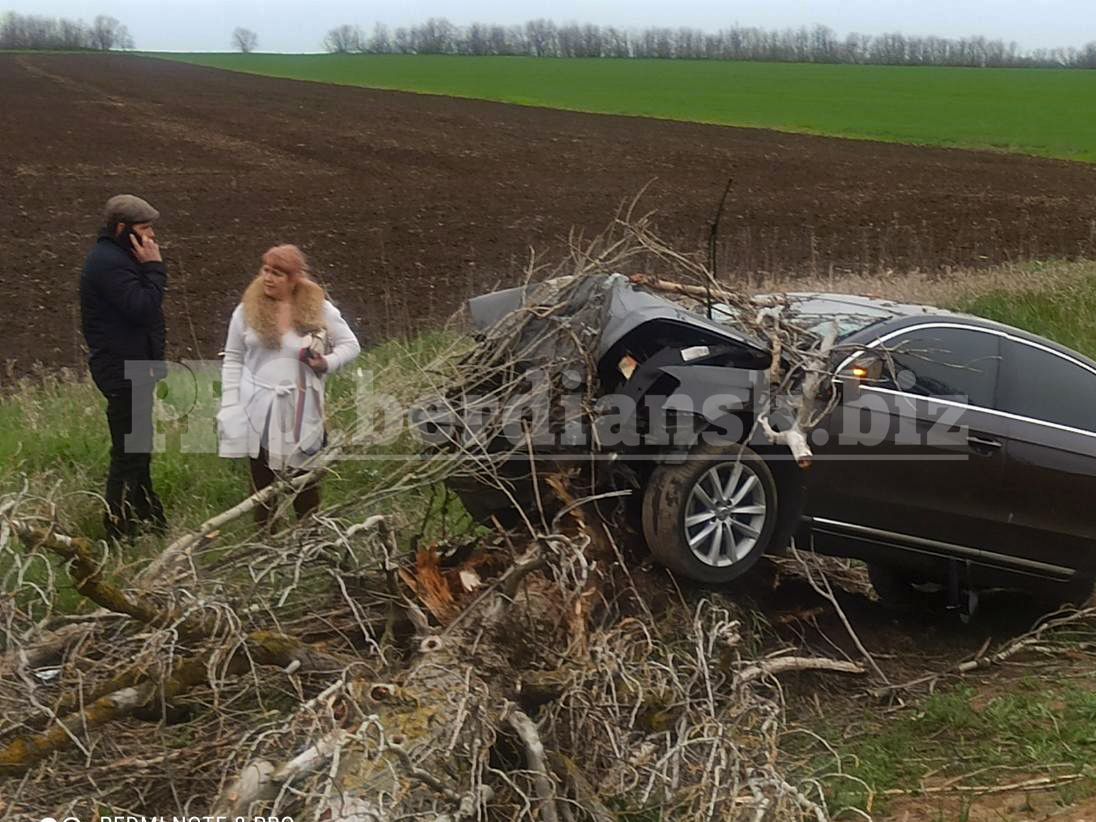 Нетрезвая автоледи сбила дерево на трассе Васильевка-Бердянск