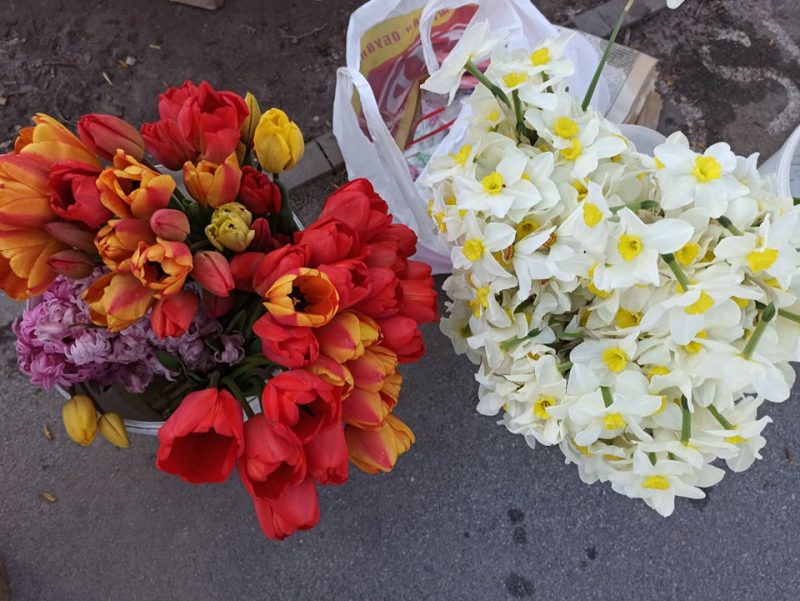 Тысячи тюльпанов привозят из близлежащих сел в Запорожье, чтобы успеть продать