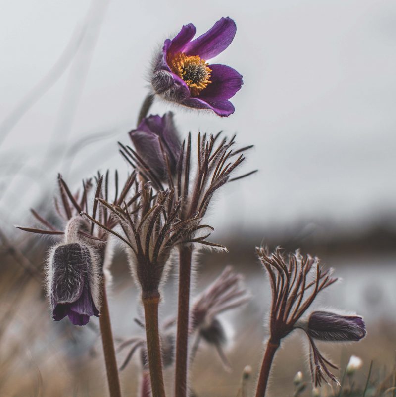 Удивительные весенние цветы распустились в лесу Запорожской области - фото