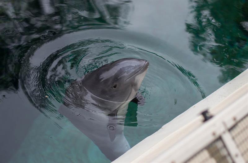 Уникальное зрелище: в Кирилловке резвящиеся дельфины выпрыгивают на берег (ВИДЕО)
