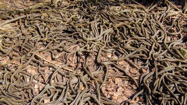 В Запорожской области на поле обнаружили огромный клубок змей (ВИДЕО)