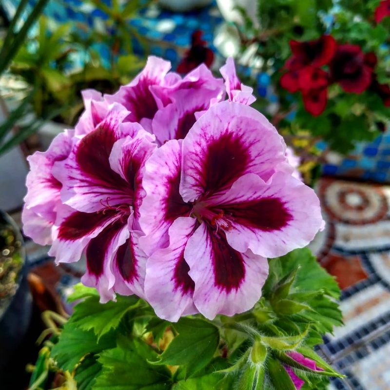 В Запорожском ботаническом саду цветут пеларгонии - фото 