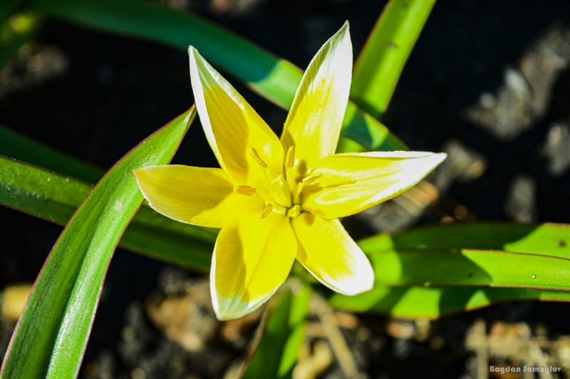 В запорожском ботаническом саду расцвели тюльпаны - фото 
