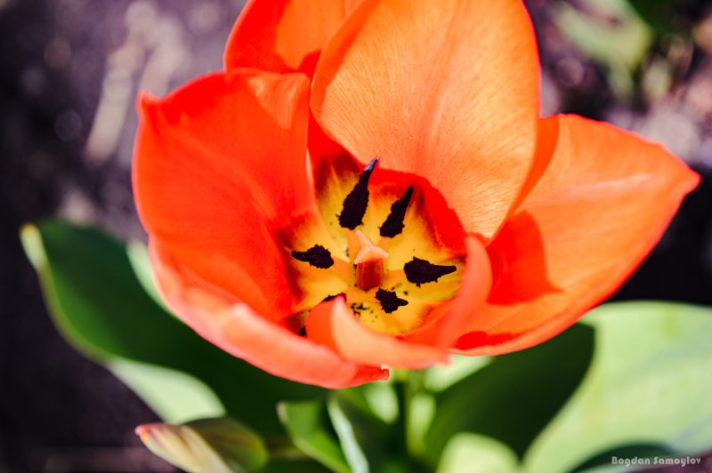 В запорожском ботаническом саду расцвели тюльпаны - фото 