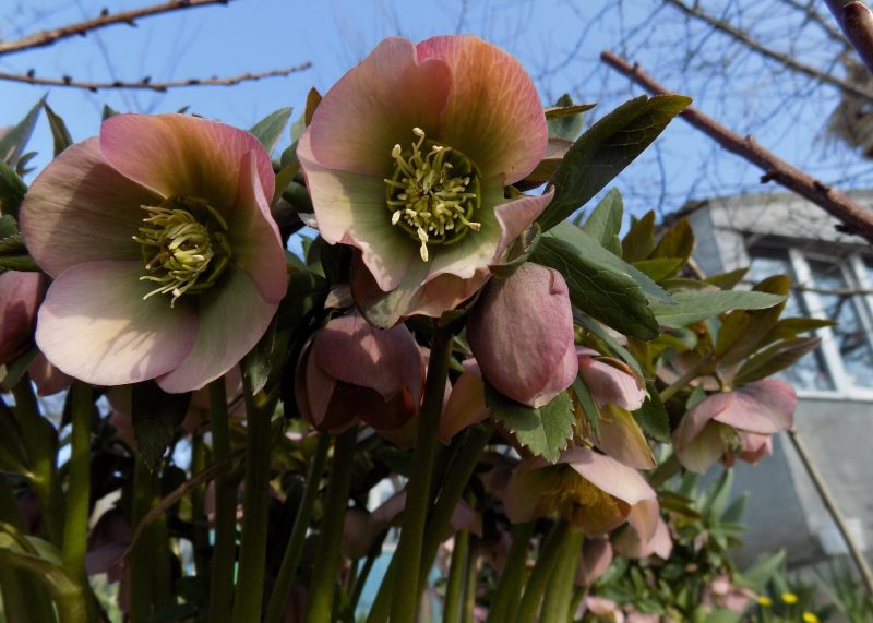 Жительница Запорожской области показала, какие удивительные цветы расцвели в ее саду - фото