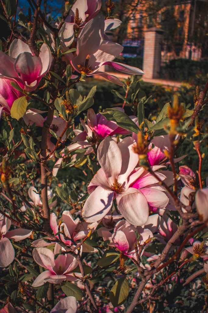 Цветы, облака и голубое небо: весна в Бердянске глазами фотографа - фото 