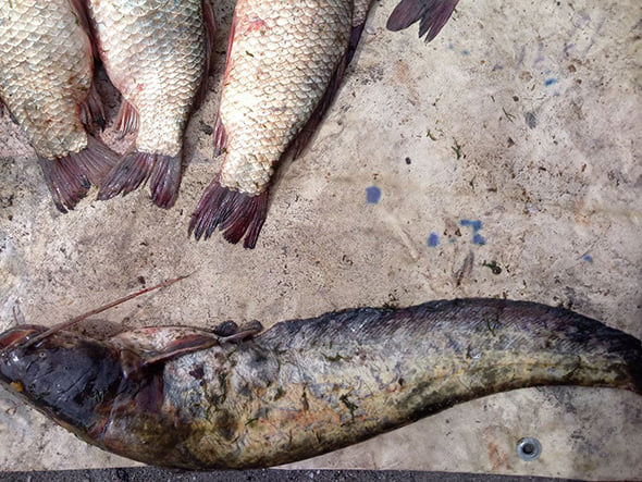 При помощи двух лесковых сетей мужчина выловил 350 килограммов рыбы