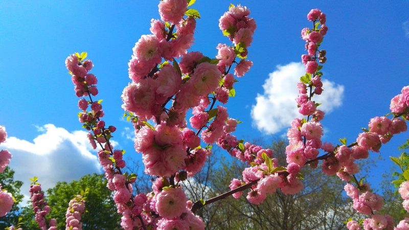 В центре Запорожья можно полюбоваться нежными цветами сакуры - фото 