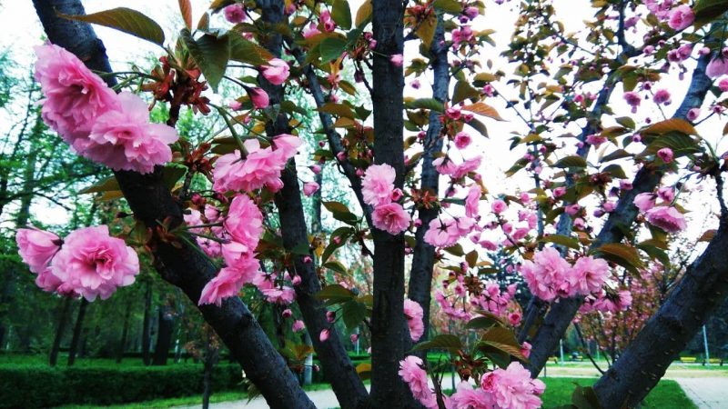 В центре Запорожья можно полюбоваться нежными цветами сакуры - фото