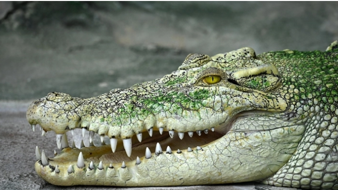 В Кирилловке на пляже обнаружили останки крокодила (ФОТОФАКТ)