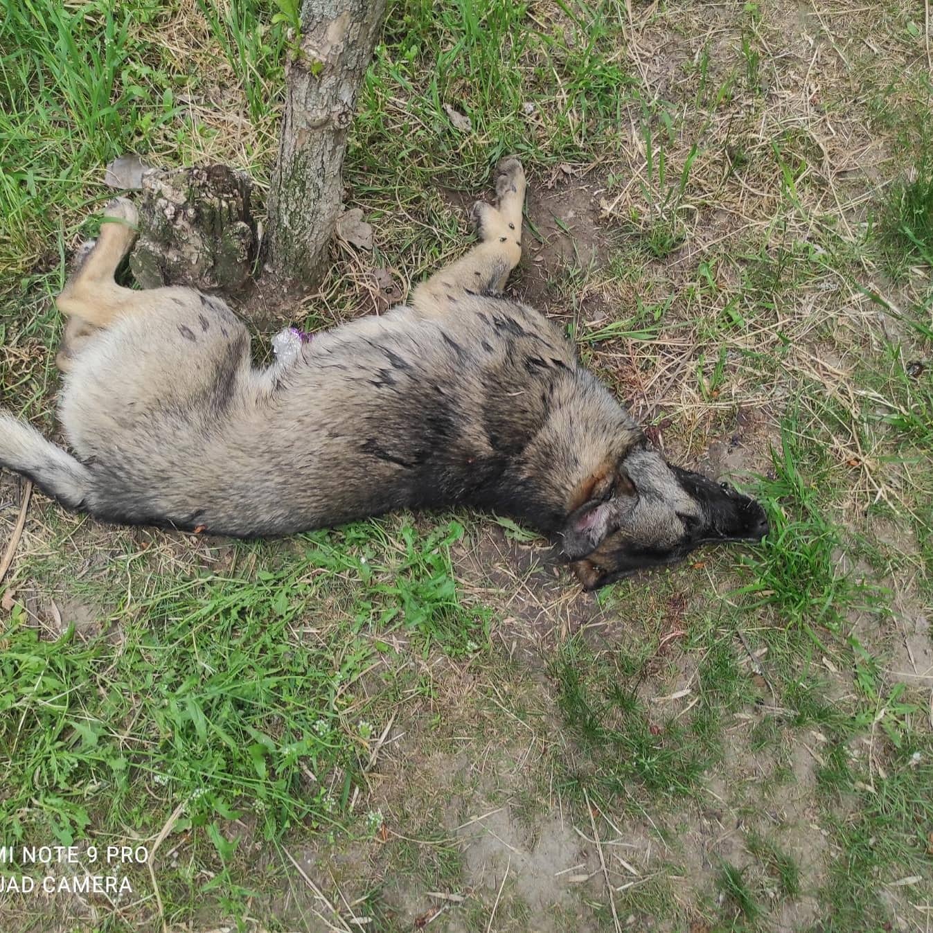 В Запорожской области произошло массовое отравление собак (ФОТО)